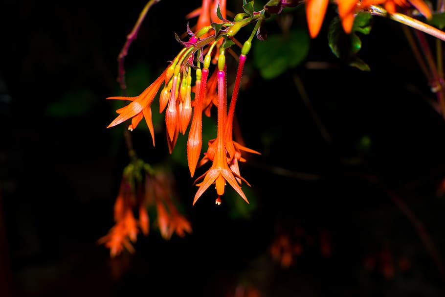 dark, flora, flowers, macro, orange, autumn, nature, tree, leaf HD wallpaper