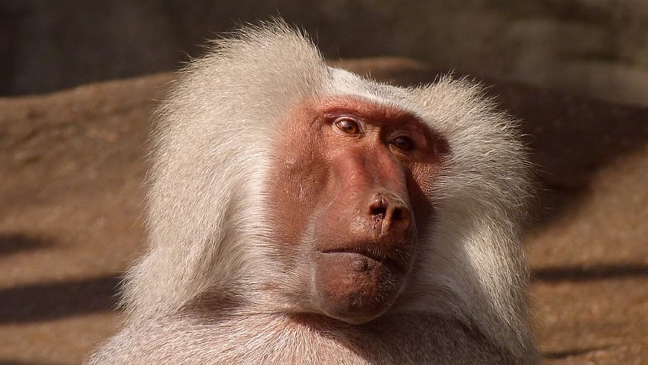 photo of white primate, baboon, monkey, animal, nature, zoo HD wallpaper