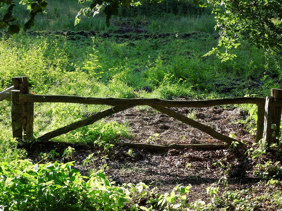 mark, door, fence, nature, wood - Material, outdoors, tree HD wallpaper