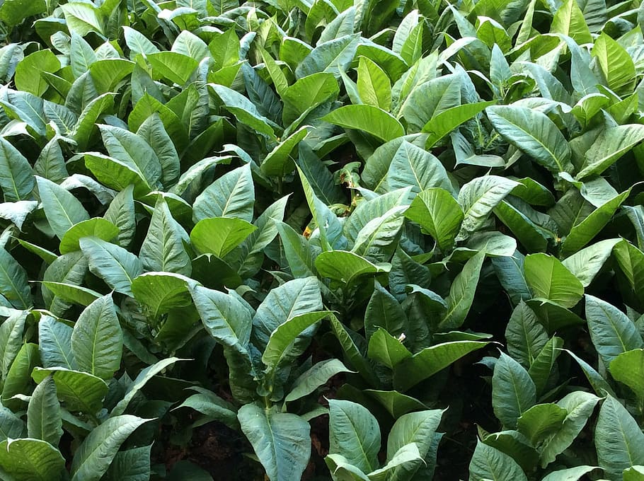 close-up photography of green plant, tobacco, leaves, leaf, green color