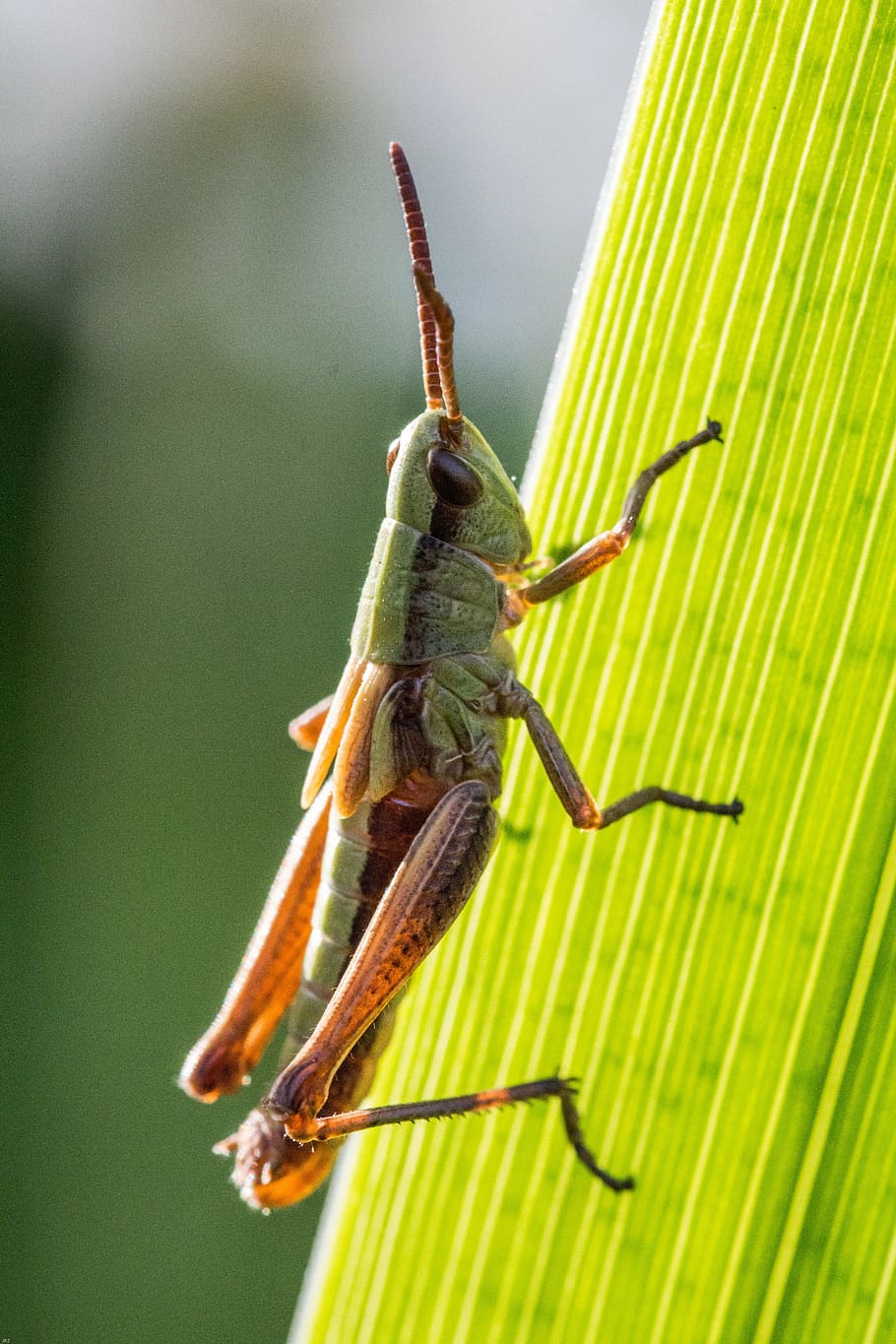 grasshopper, close, insect, nature, animal, macro, animal themes HD wallpaper