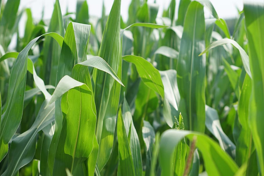 Cornfield, Corn, Field, Landscape, agriculture, arable, corn on the cob HD wallpaper
