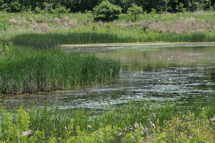 water, nature, grass, summer, green, outdoor, tranquil, landscape HD wallpaper