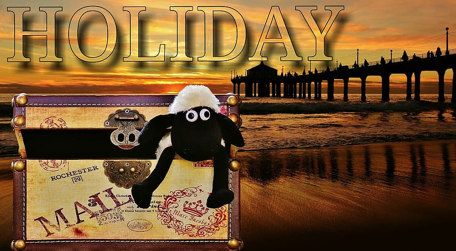 sunset, sea, beach, wave, box, luggage, sheep, funny, cute HD wallpaper