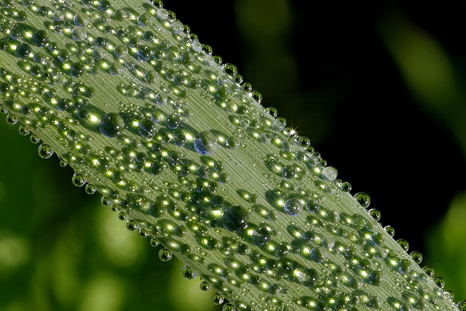 Drops, Water, Grass, Macro, Flash, rosa, the rays, the sun HD wallpaper
