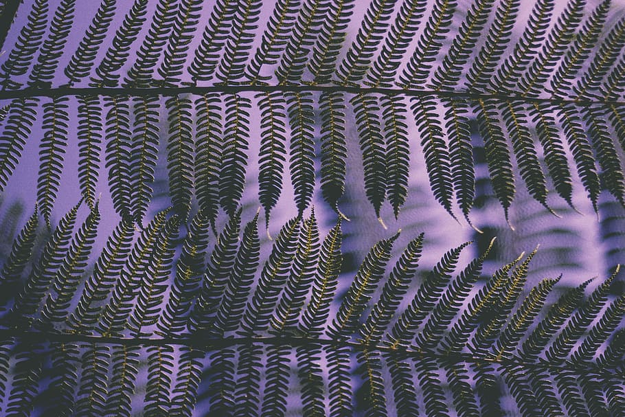 closeup photo of fern leaf, green leaf plant, pattern, folage HD wallpaper