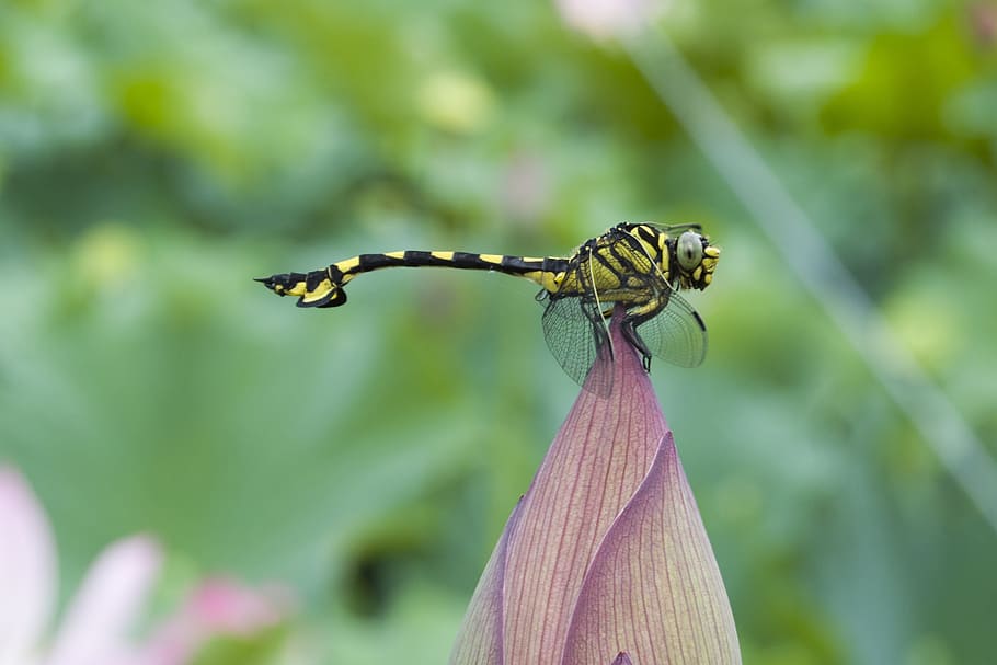 dragonfly, animal, insect, invertebrate, animal wildlife, animals in the wild HD wallpaper