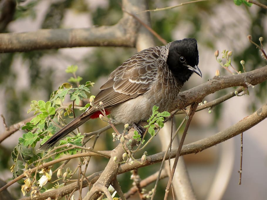 Brown Black Small Beak Bird on Brown Tree Branch during Daytime, HD wallpaper