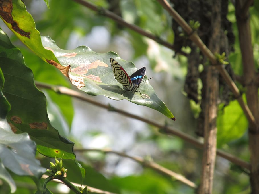 nature, flying, forest, tree, twigs, landscape, trunk, wood HD wallpaper