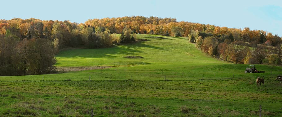 vermont, meadow, fall, field, country, view, seasonal, leaf HD wallpaper