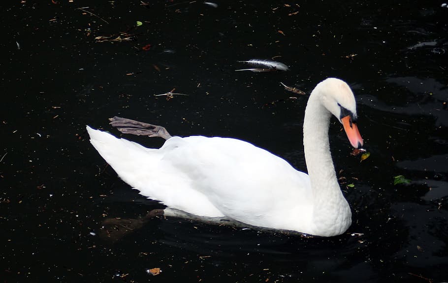 swan, bird, water bird, animal, lake, white, whooper swan, nature, HD wallpaper