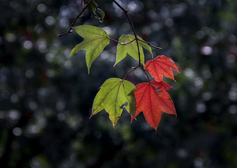maple leaf, twigs, tree, light, plant, background, green, vietnam HD wallpaper