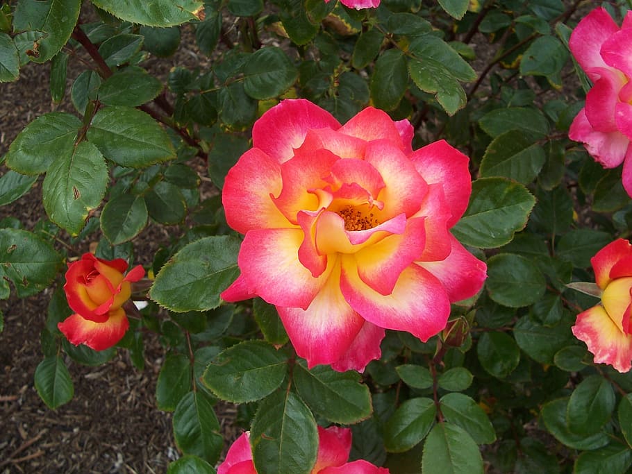 fire, rose, garden, flowering plant, beauty in nature, freshness HD wallpaper