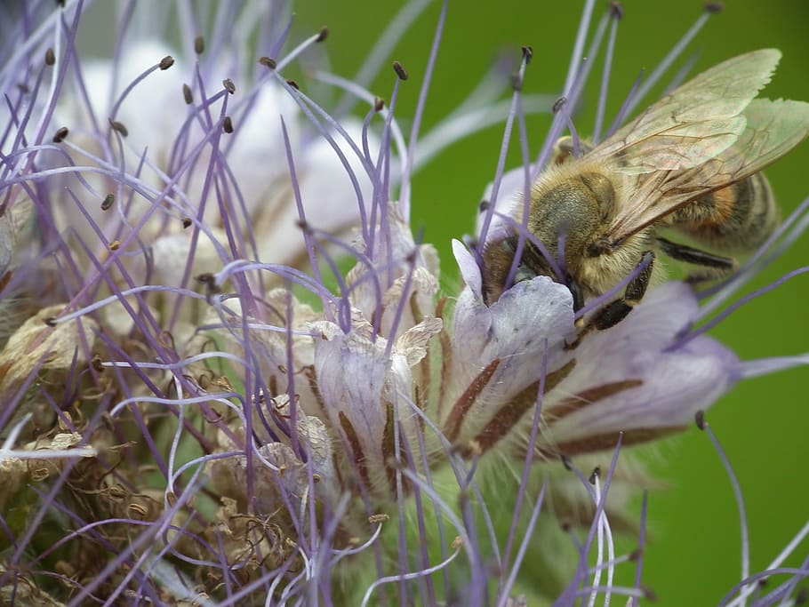 flower, bee, blossom, bloom, insect, nature, plant, growth HD wallpaper