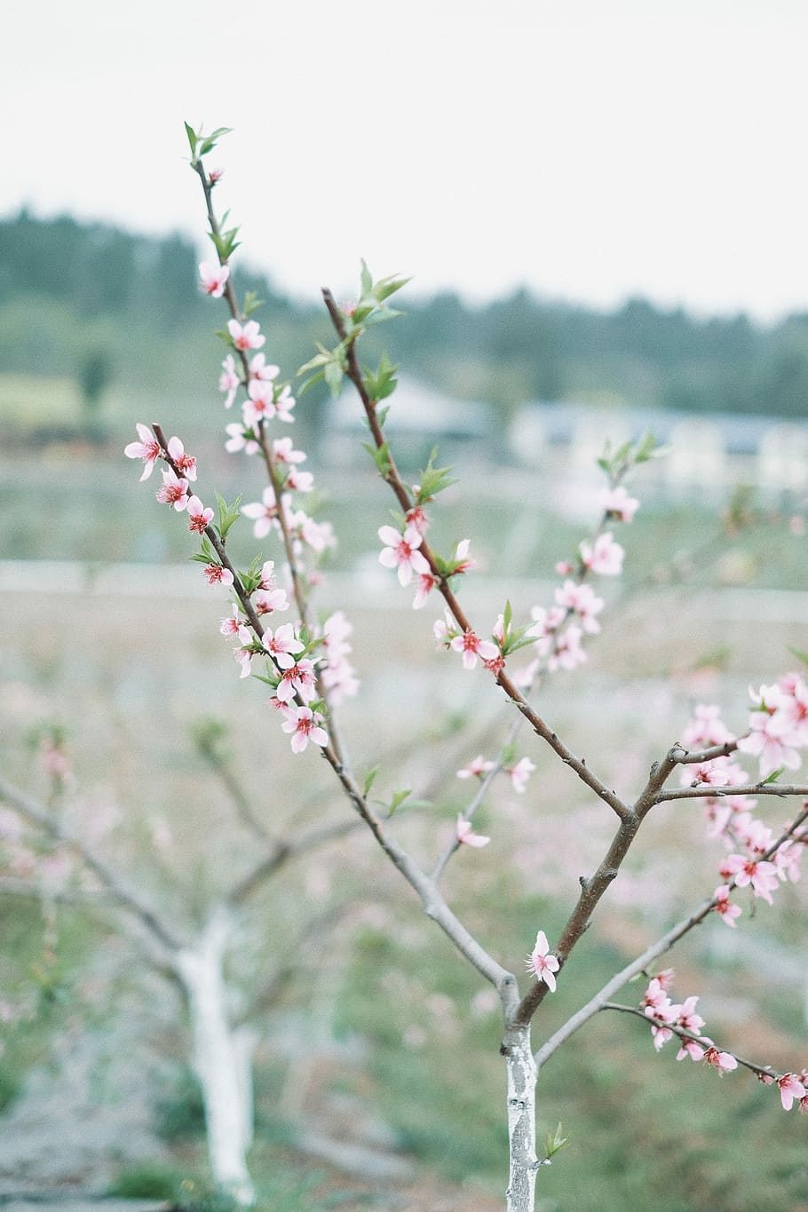 selective focus photoghraphy of white petaled flower, selective focus photography of pink petaled flowers HD wallpaper