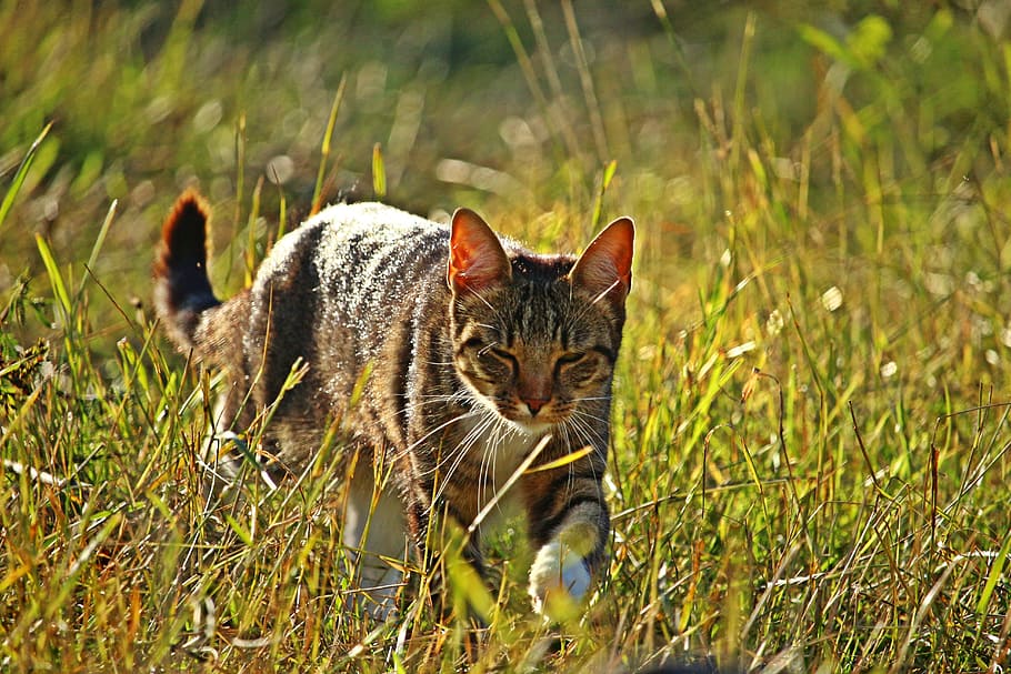 mieze, cat, tiger cat, mackerel, grass, kitten, pet, animal themes HD wallpaper