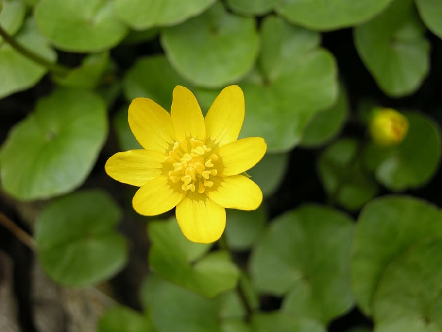 yellow, flower, blossom, spring, park, nature, plant, petal HD wallpaper