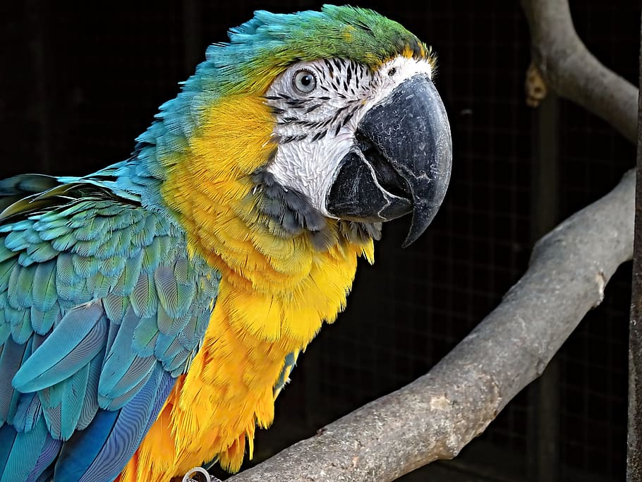 yellow and green parrot on brown wooden tree, yellow macaw, ara, HD wallpaper