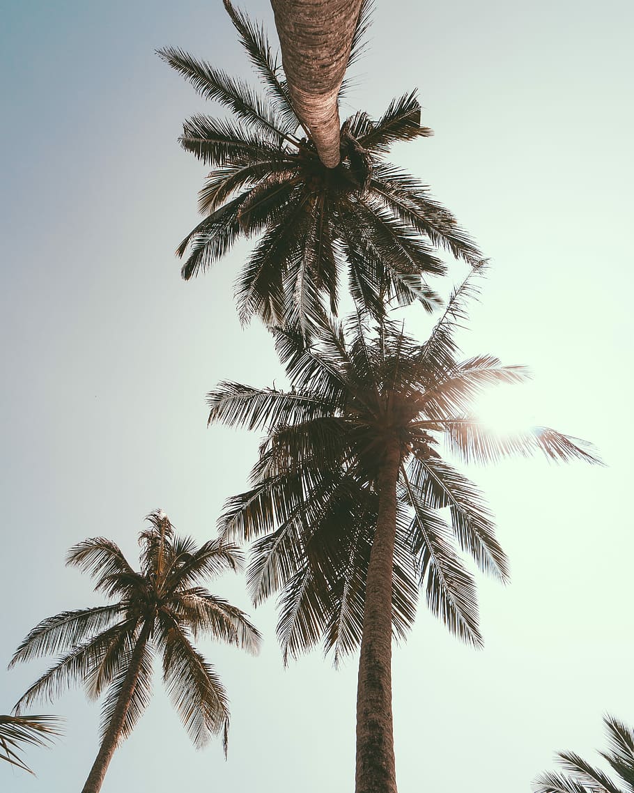 worm's eye view photo of palm trees, low angle photography of coconut trees HD wallpaper