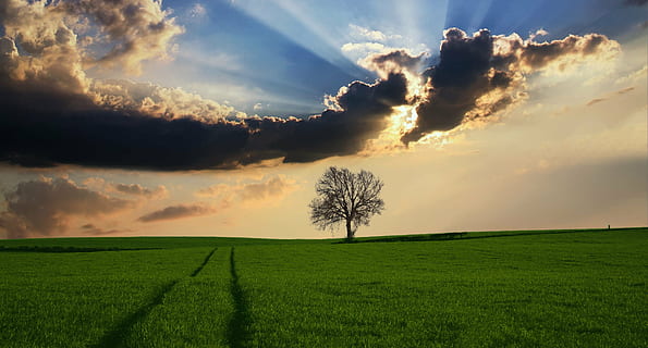 silhouette of tree and green grass field, countryside, landscape HD wallpaper