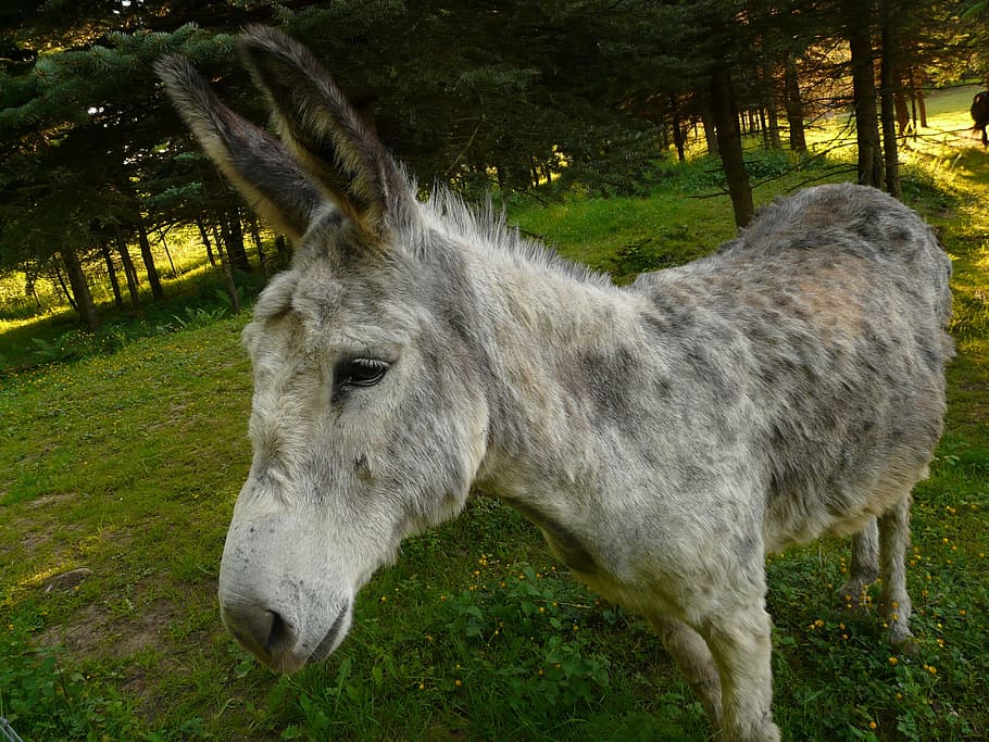 HD wallpaper: donkey, domestic donkey, curious, funny, equus asinus asinus  | Wallpaper Flare