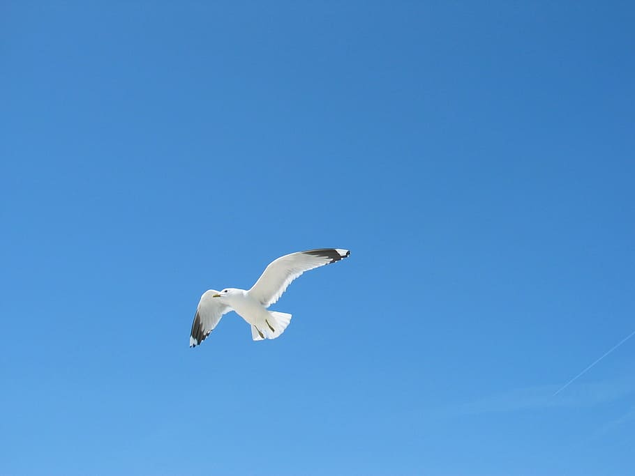 sky, seagull, blue, bird, baltic sea, one animal, animal wildlife HD wallpaper