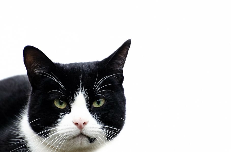 black and white cat with green eyes, acrobatic, balancing, neighbor HD wallpaper