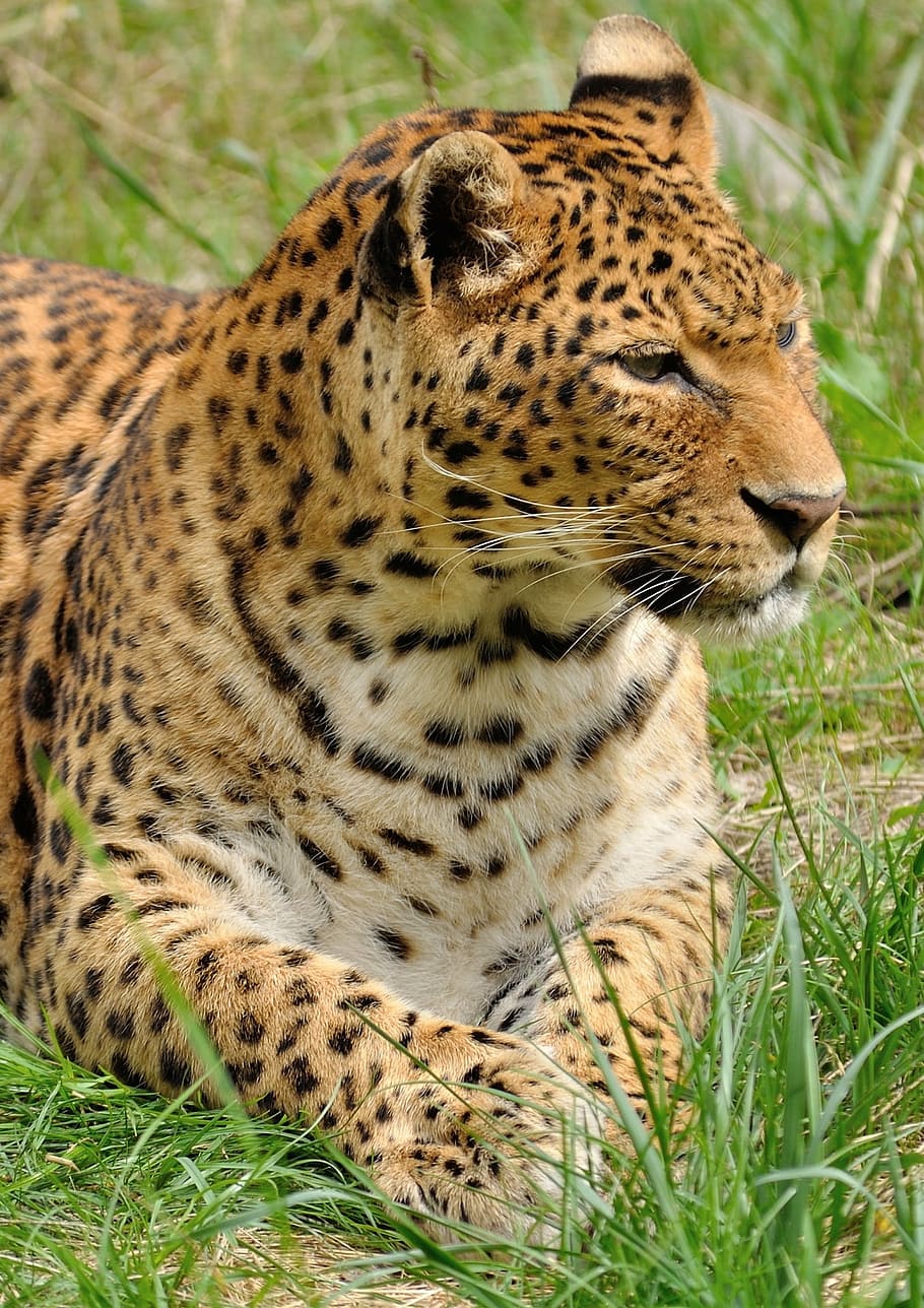 black and white cheetah on green grass field, leopard, predator HD wallpaper