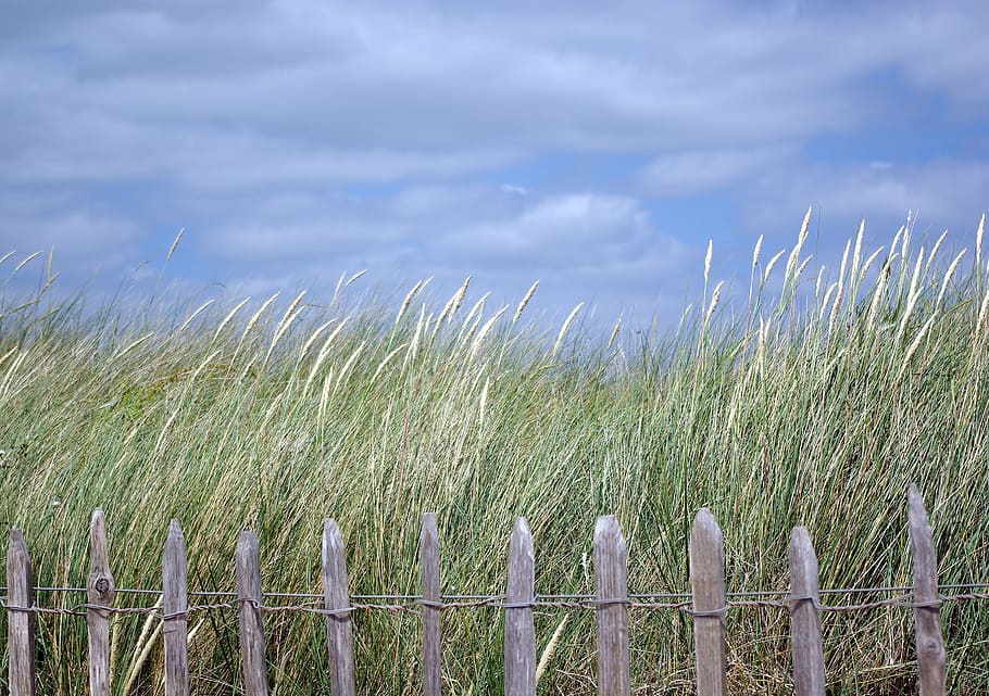 dawlish warren, devon, beach, seaside, coast, sand, england HD wallpaper