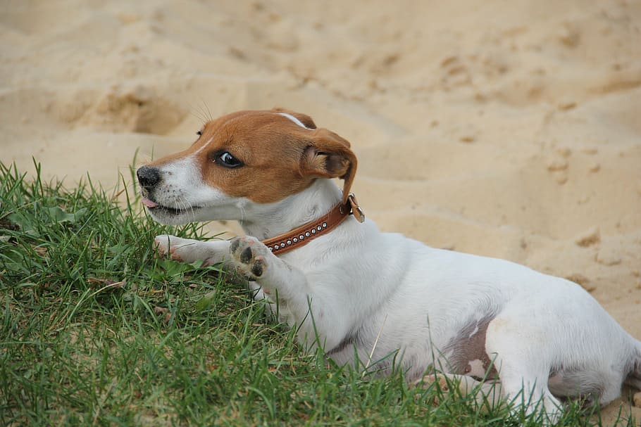 hello, played enough, jackrussel puppy, dog puppy, playful, HD wallpaper