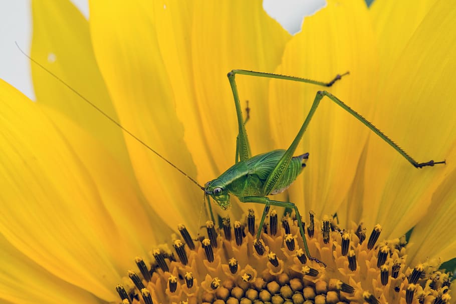 green cricket perching on yellow flower in close-up photography HD wallpaper