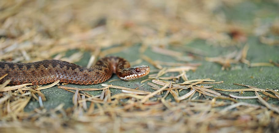 closeup photo of brown snake, adder, reptile, toxic, nature HD wallpaper
