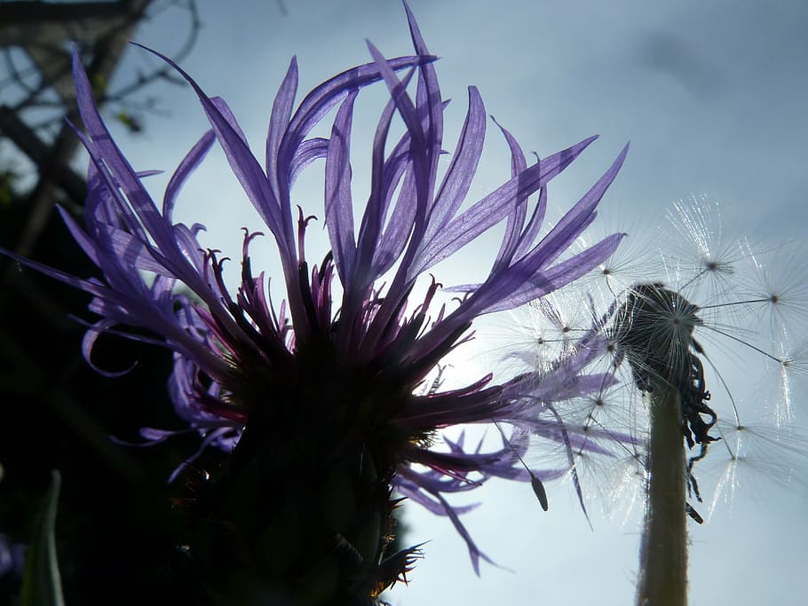 cornflower, blue, nature, blossom, bloom, wild flower, blossomed HD wallpaper
