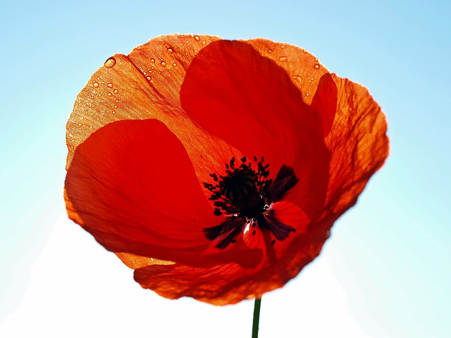 plant, nature, live, poppy, red, flower, petal, summer, beauty In Nature HD wallpaper