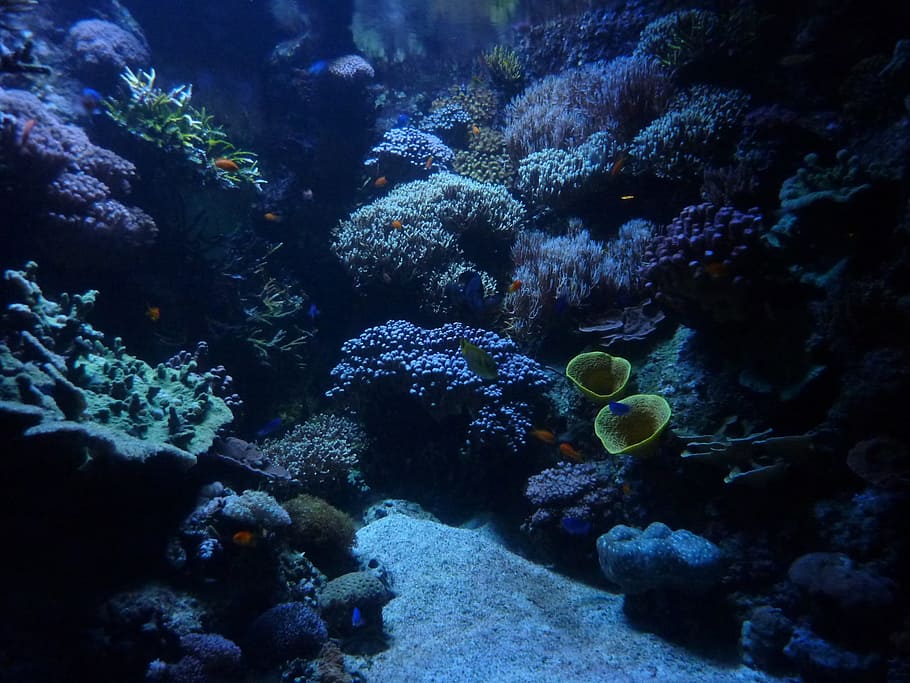 HD wallpaper: coral reefs, aquarium, background, marin, calm, underwater,  sea life