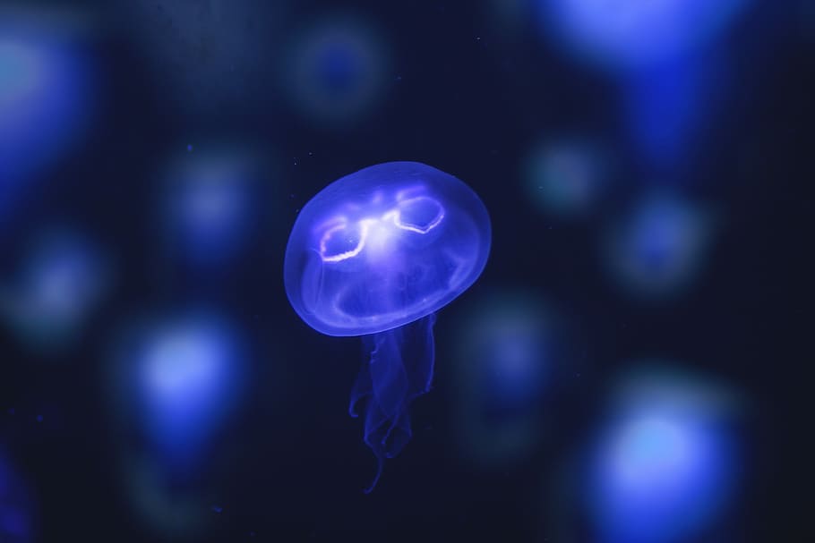 macro photo of jelly fish, purple jellyfish, underwater, blue