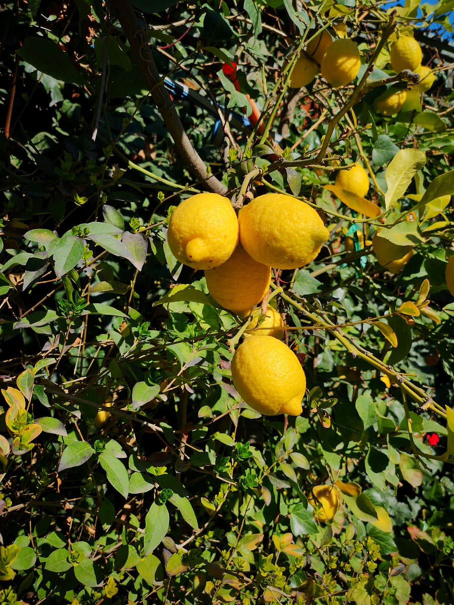 lemon, citrus, fruit, vitamins, yellow, healthy eating, food HD wallpaper