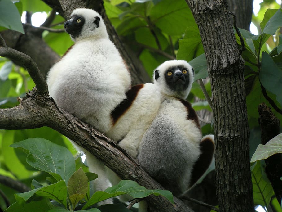 madagascar, lemurs, nature, wildlife, animal, bird, tree, cute HD wallpaper