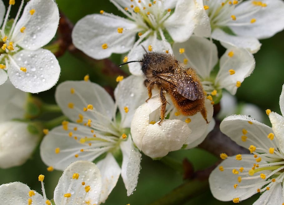 flower, insect, bee, plant, growth, flowering plant, animal HD wallpaper