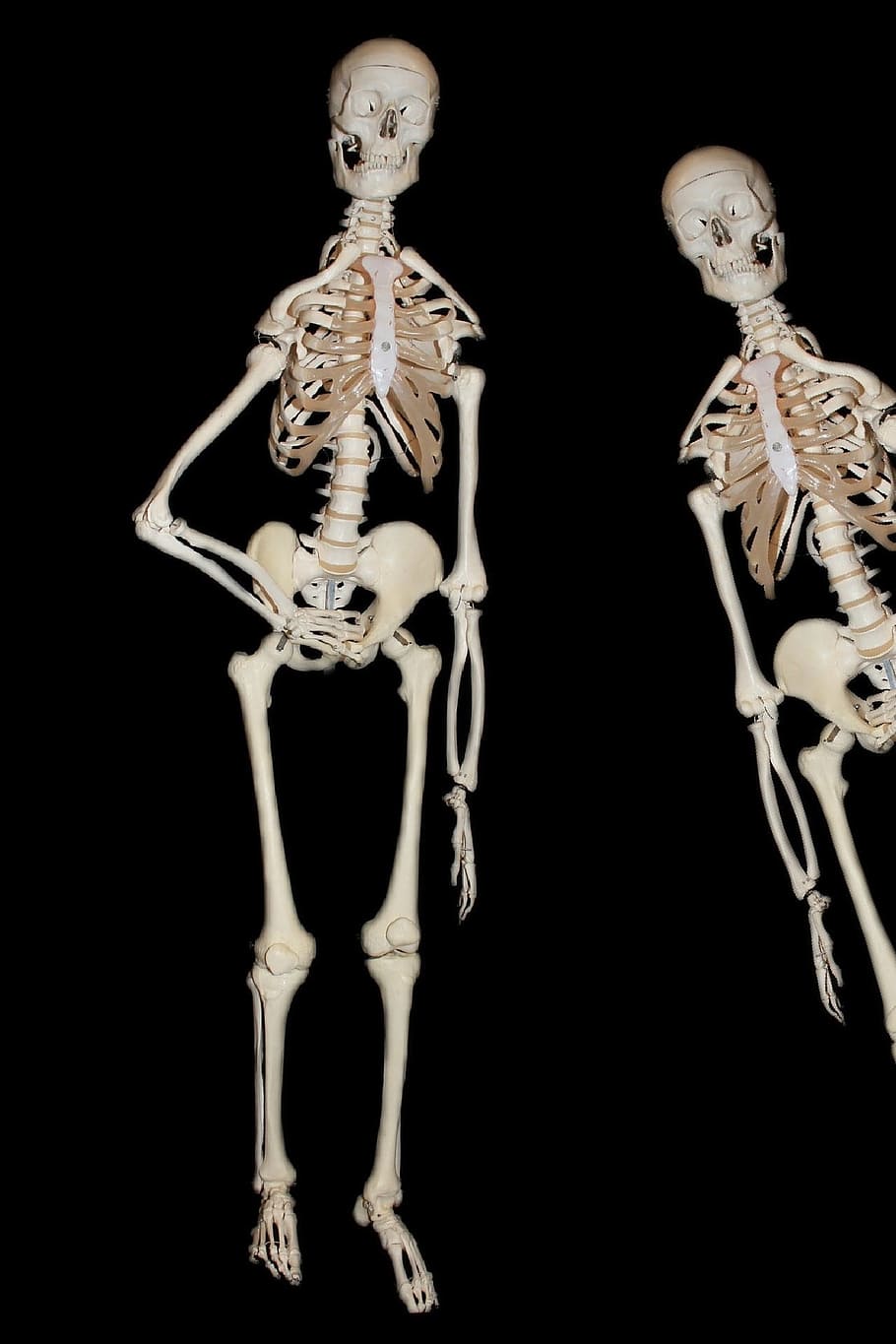 Skeleton, Human, Bone, Skull, skull and crossbones, medical, HD wallpaper