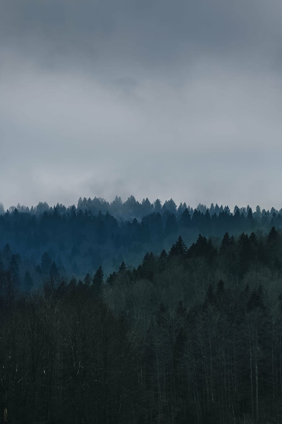 green leafed tree under cloudy sky during daytim, forest trees HD wallpaper