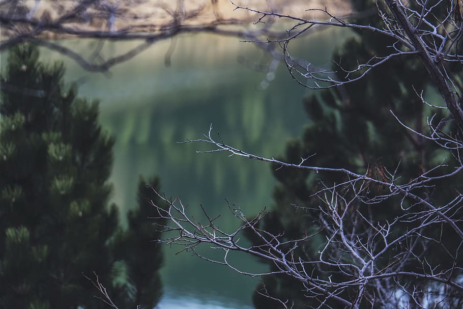 light, dawn, landscape, nature, blur, branches, dark, dry, dusk HD wallpaper
