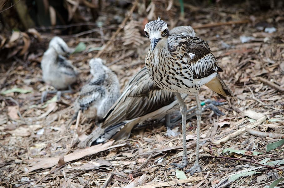 Nesting, Outdoors, Bird, Fly, Wings, feather, wildlife, beak HD wallpaper
