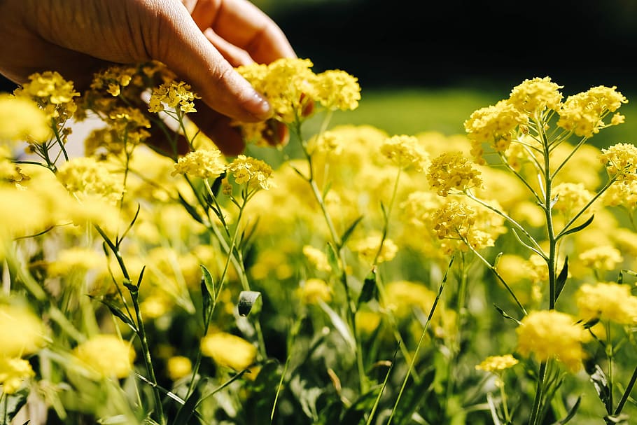 Small yellow flowers, summer, flora, nature, bloom, blooming HD wallpaper