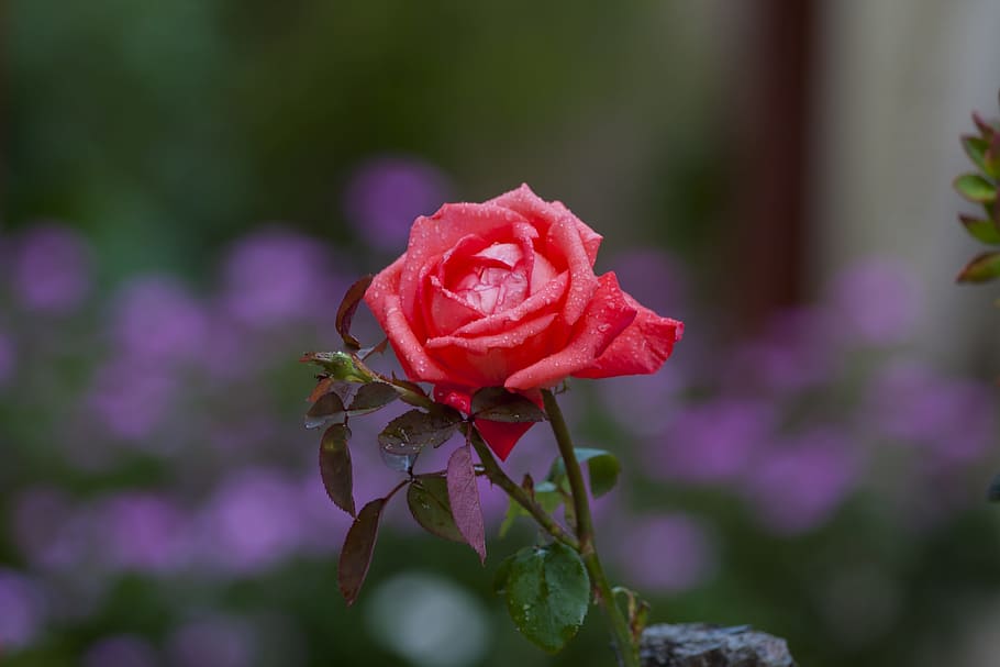 Red, Leaves, Thorns, Drops, Water, rosa, nature, garden, petals HD wallpaper