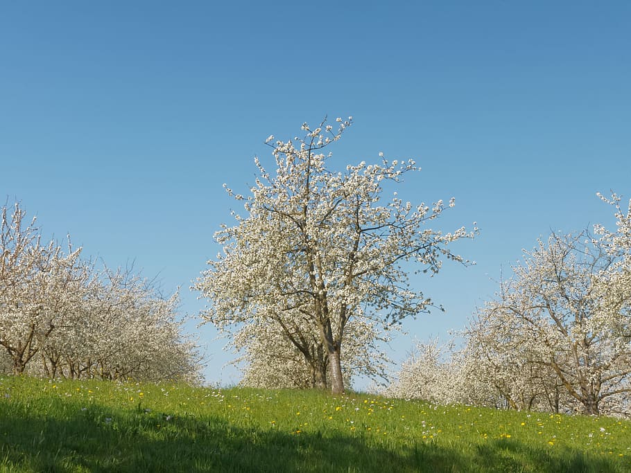 Cherry Blossoms, Spring, Flowering Tree, fruit tree, white flowers HD wallpaper