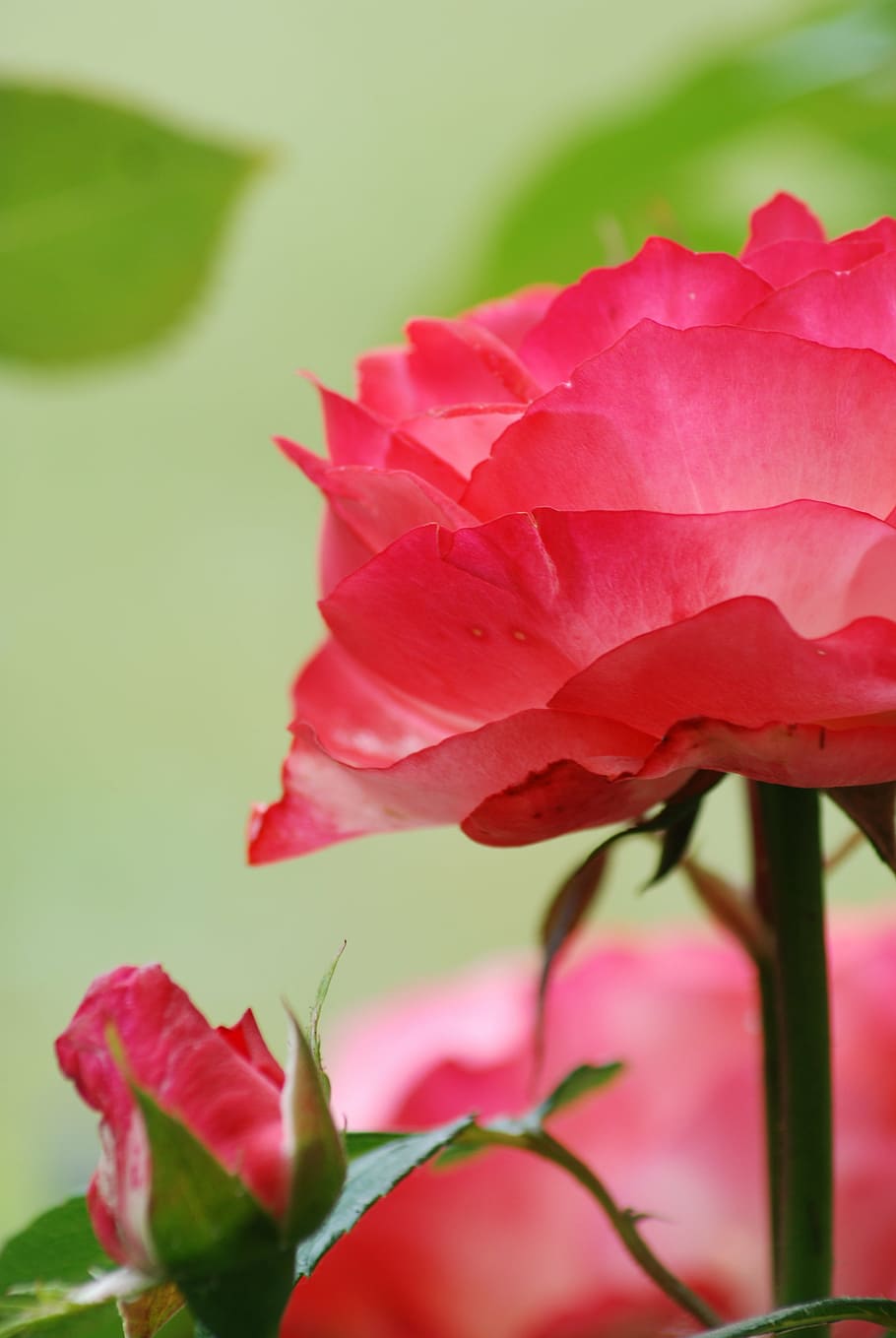 rose, garden, pink, nature, plant, pink Color, red, leaf, flower HD wallpaper