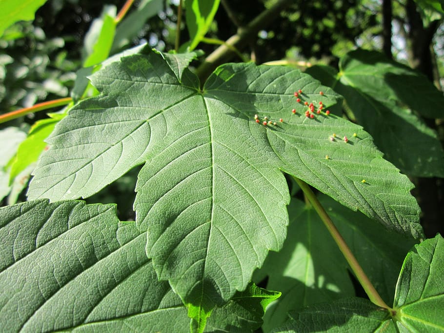 acer, maple, leaf, galls, macro, botany, flora, tree, plant part HD wallpaper