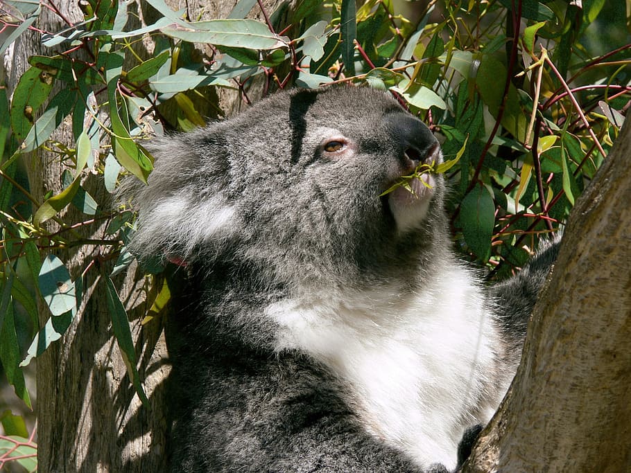 koala on brown tree trunk during daytime, marsupial, eucalyptus HD wallpaper