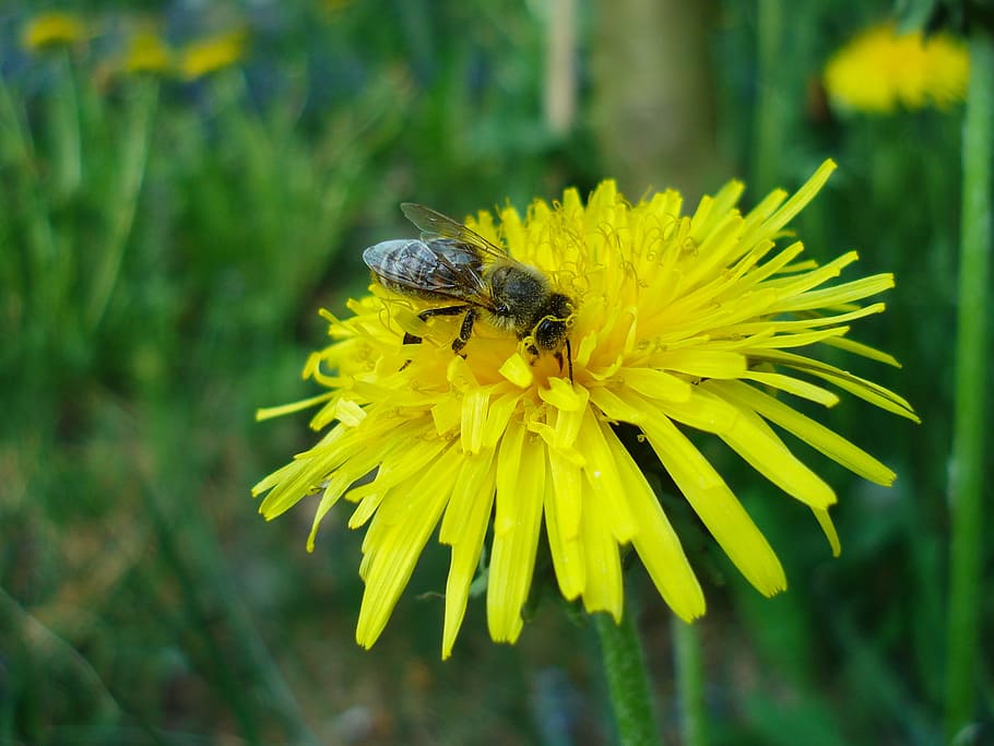 Dandelion, Bee, Yellow, Flower, Nature, animal, beautiful, background HD wallpaper